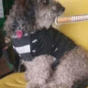 Meet your Posher, William